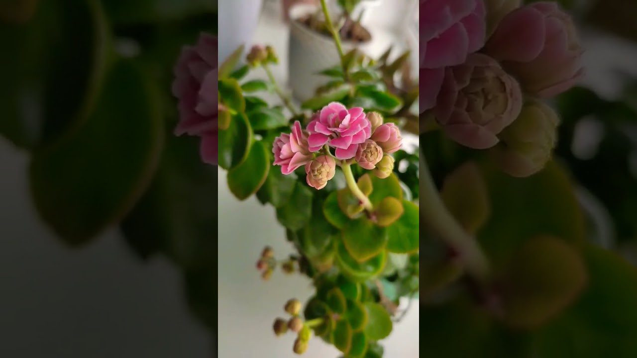 Квітникарі розповіли, які квіти не можна дарувати в букетах