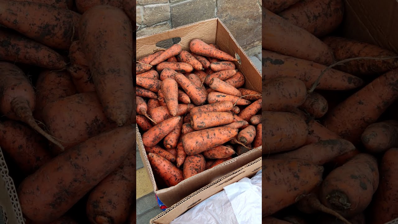 Експерти розповіли, як зберігати моркву в ящиках без погребу