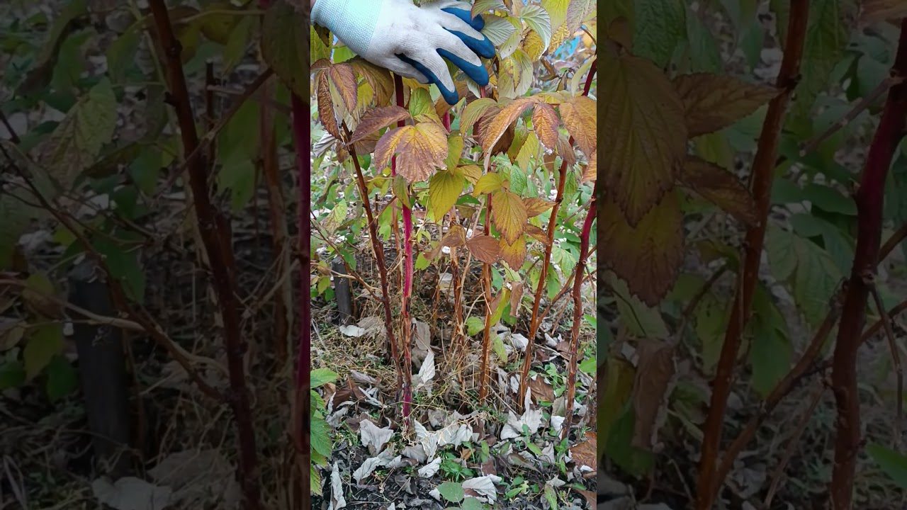 Головні принципи осінньої обрізки малини