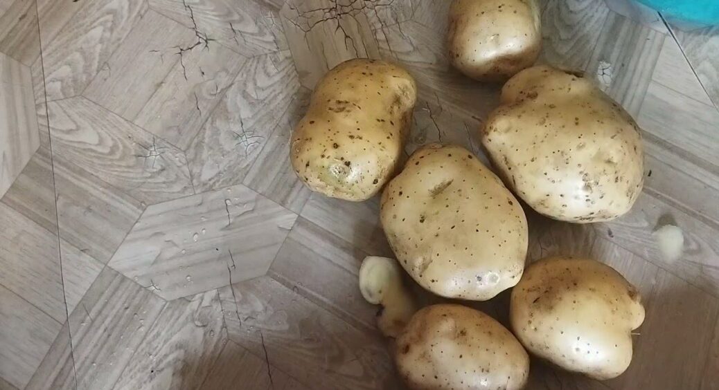 У 2025-му ці 5 сортів картоплі продемонстрували найвищу стійкість до фітофторозу – чемпіони 