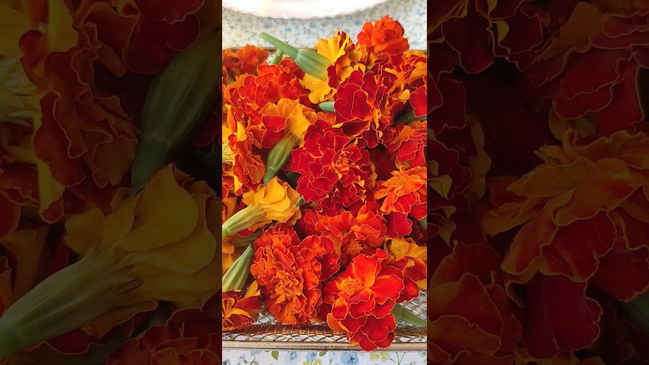 Квітникарі розповіли, які квіти не можна дарувати в букетах