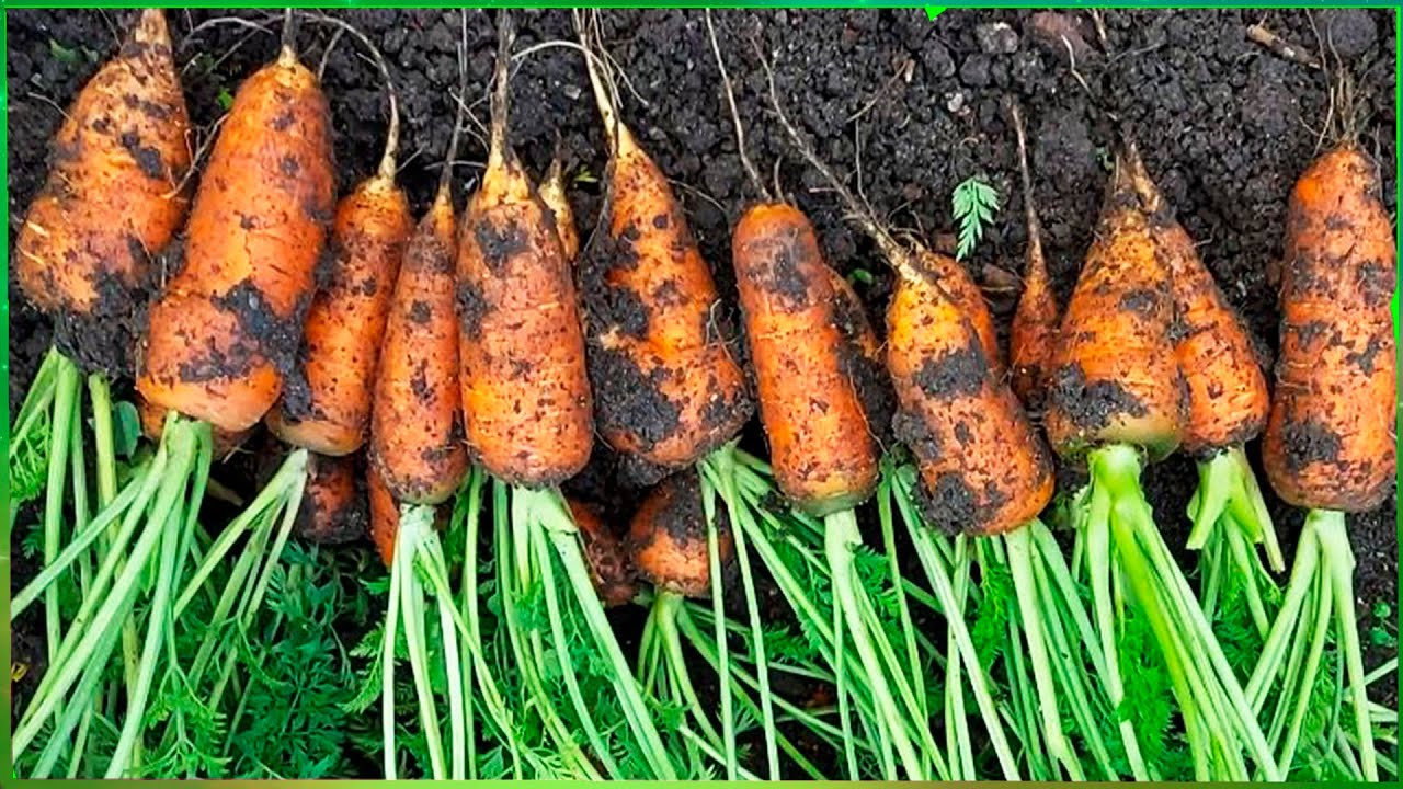 Як зберігати моркву без погреба