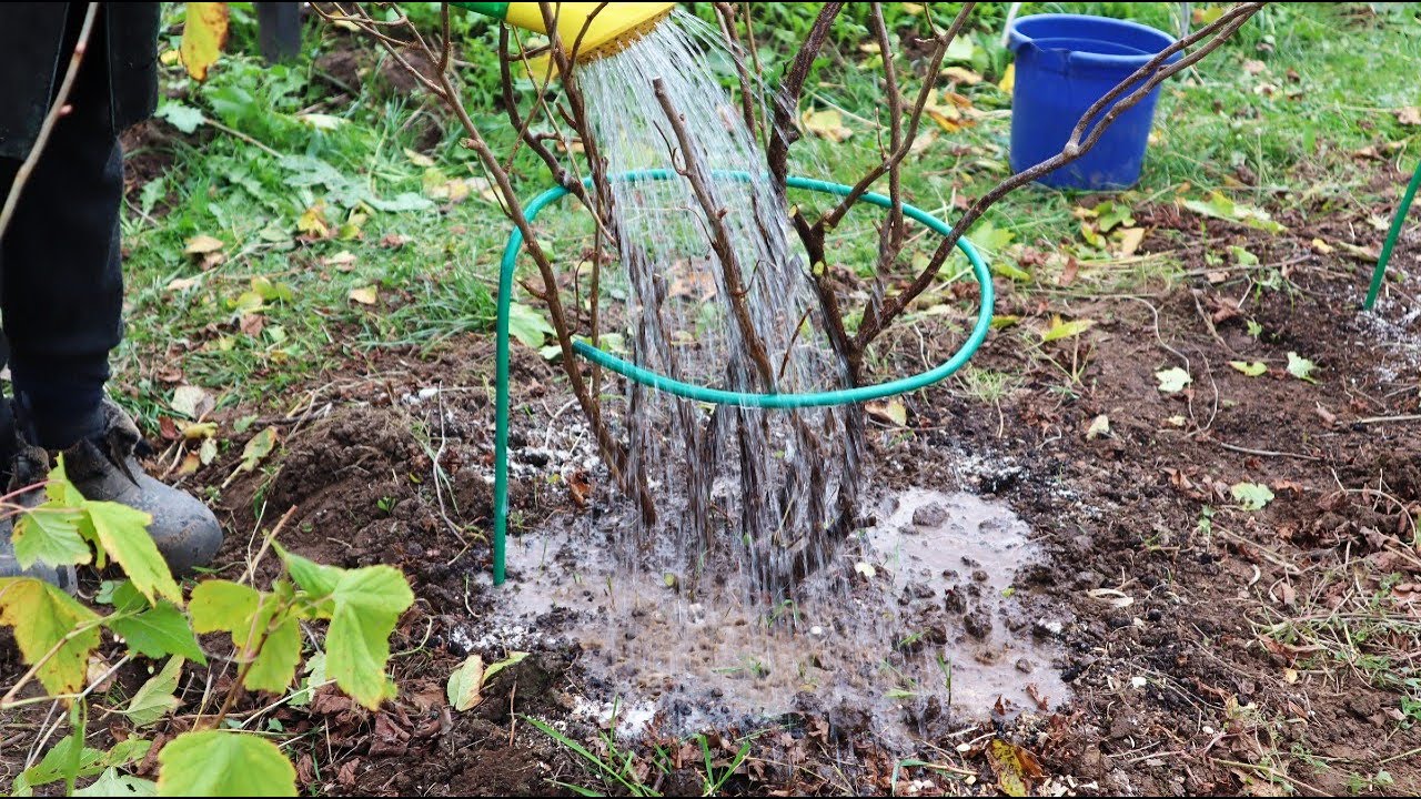 Чим підживити смородину восени