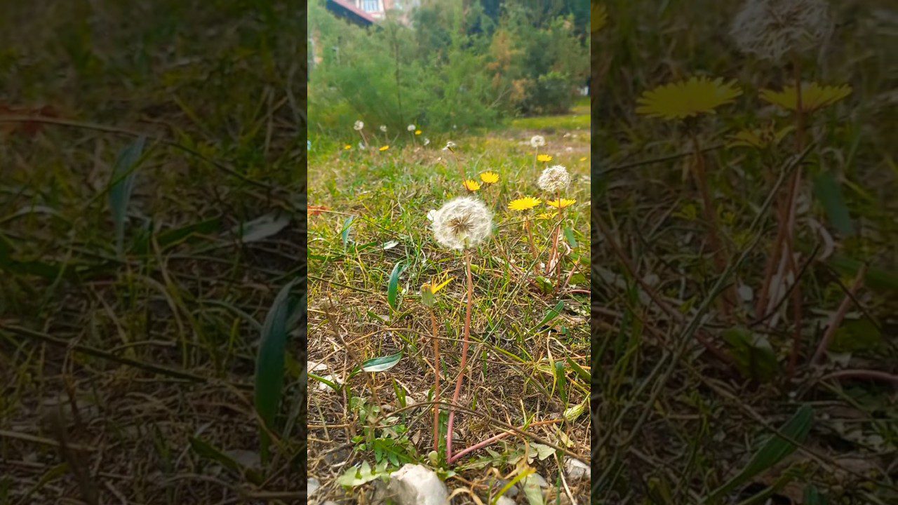 Які рослини дачники на городі не саджають