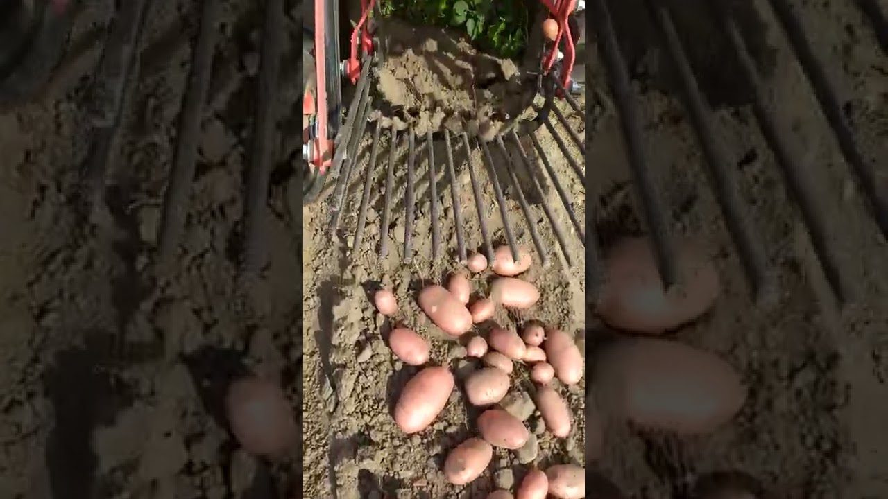 Експерти розповіли, як відновии родючість грядки під картоплю