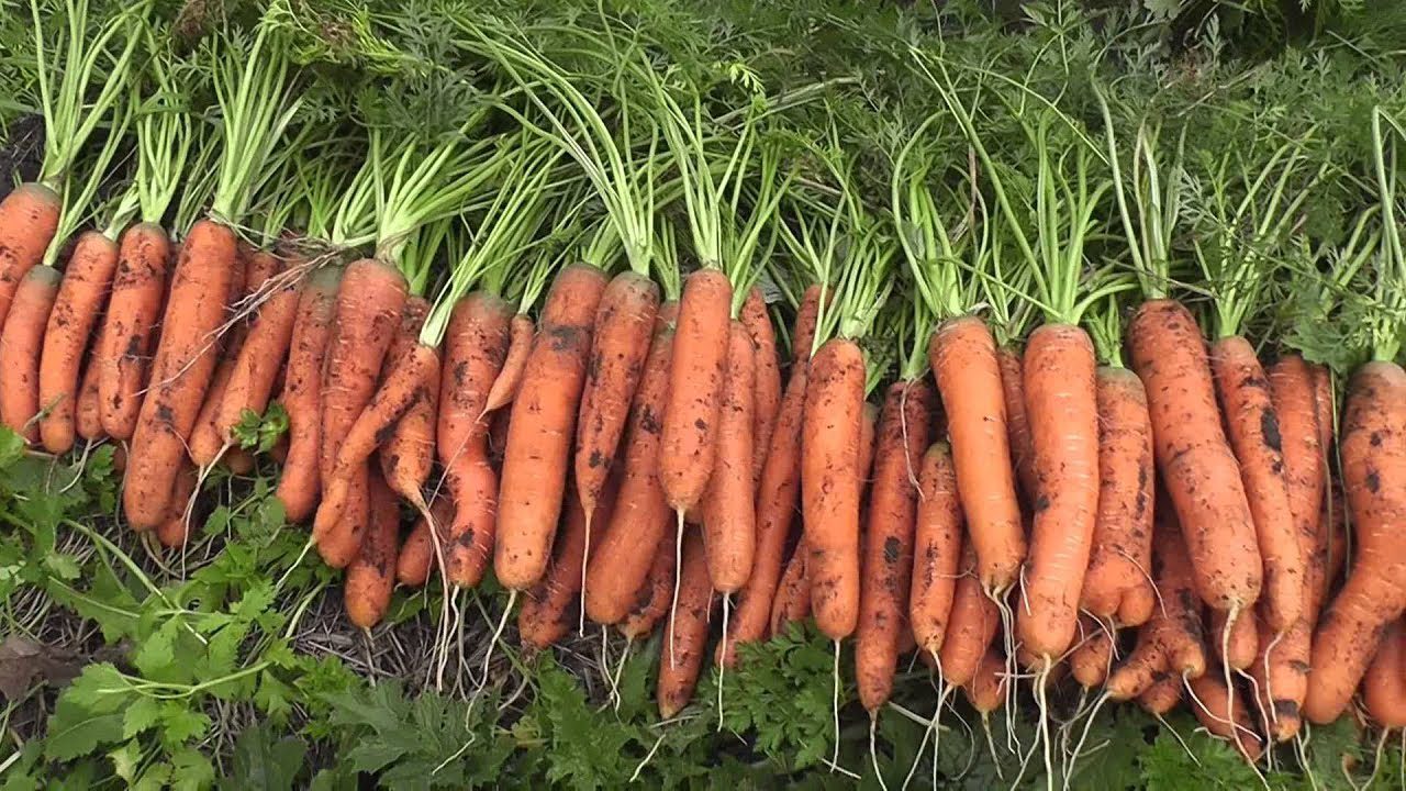 Городники обрали найкращі сорти моркви зі 100 гідних конкурентів