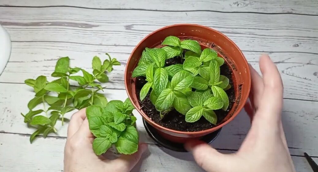 Ми її для користі, а вона лише шкодить: чому не можна висаджувати м’яту на грядках і в саду 