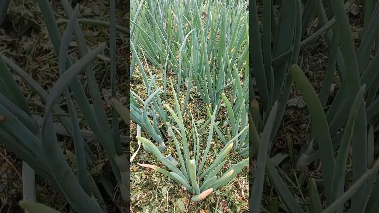 Як захистити цибулю від цибулевої мухи