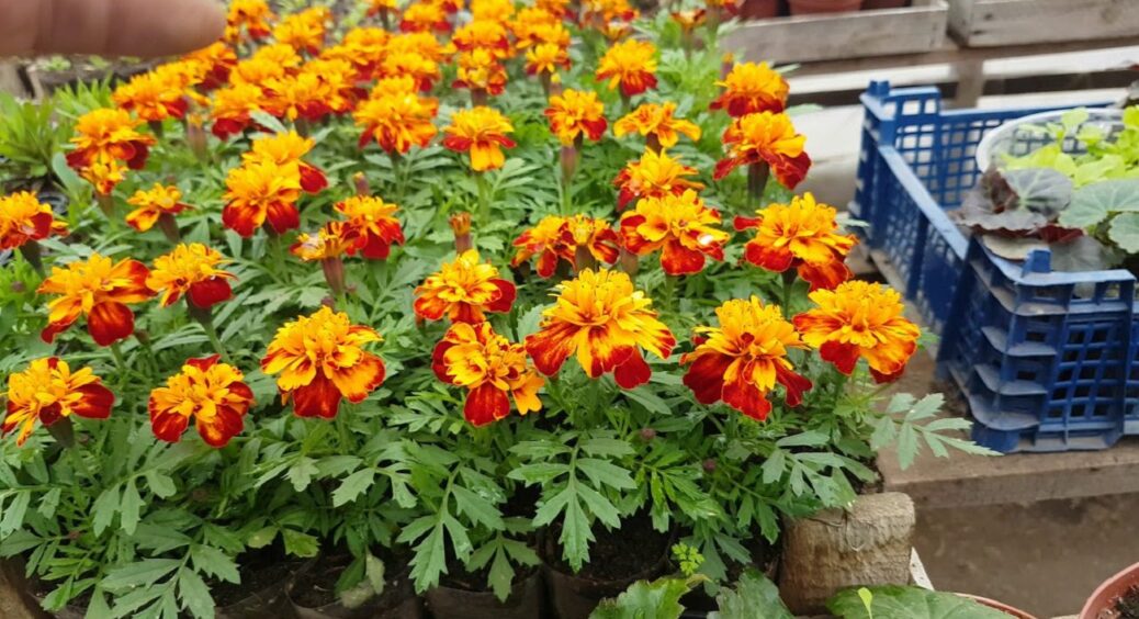 Одні кажуть — шкодять, інші — знезаражують ґрунт на 60%: садити чорнобривці на грядках чи ні? 