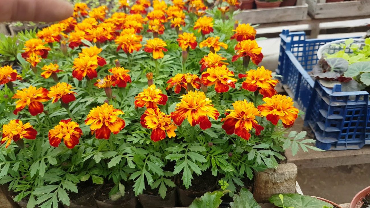 Експерти відповіли, чи варто садити чорнобривці на городі і в саду