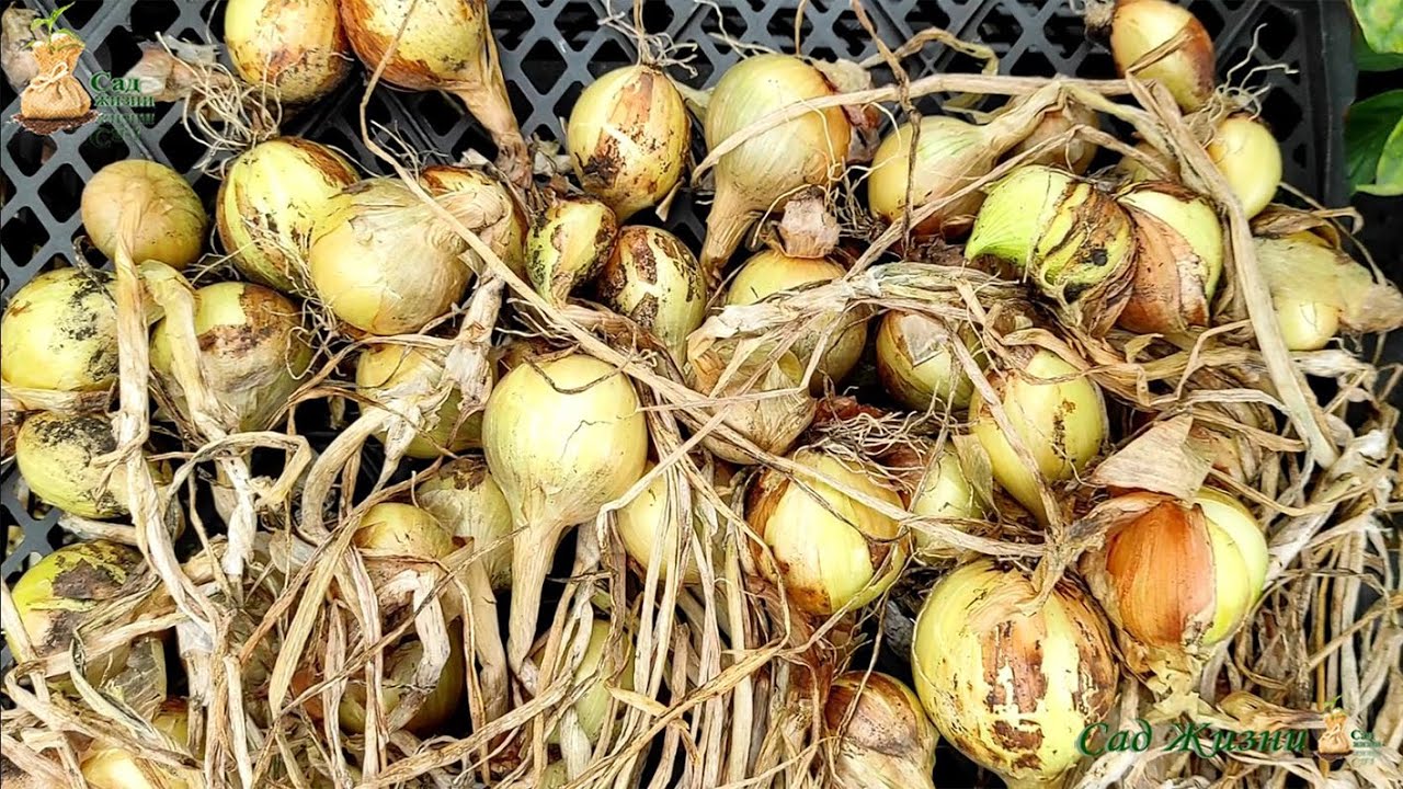 Один лайфхак, який захистить цибулю від гниття взимку