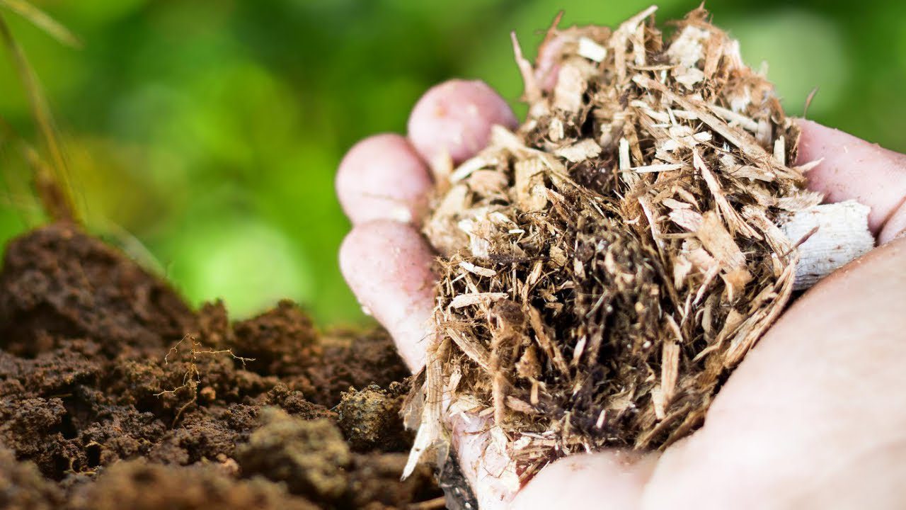 Які види тирси не можна використовувати на городі для мульчування