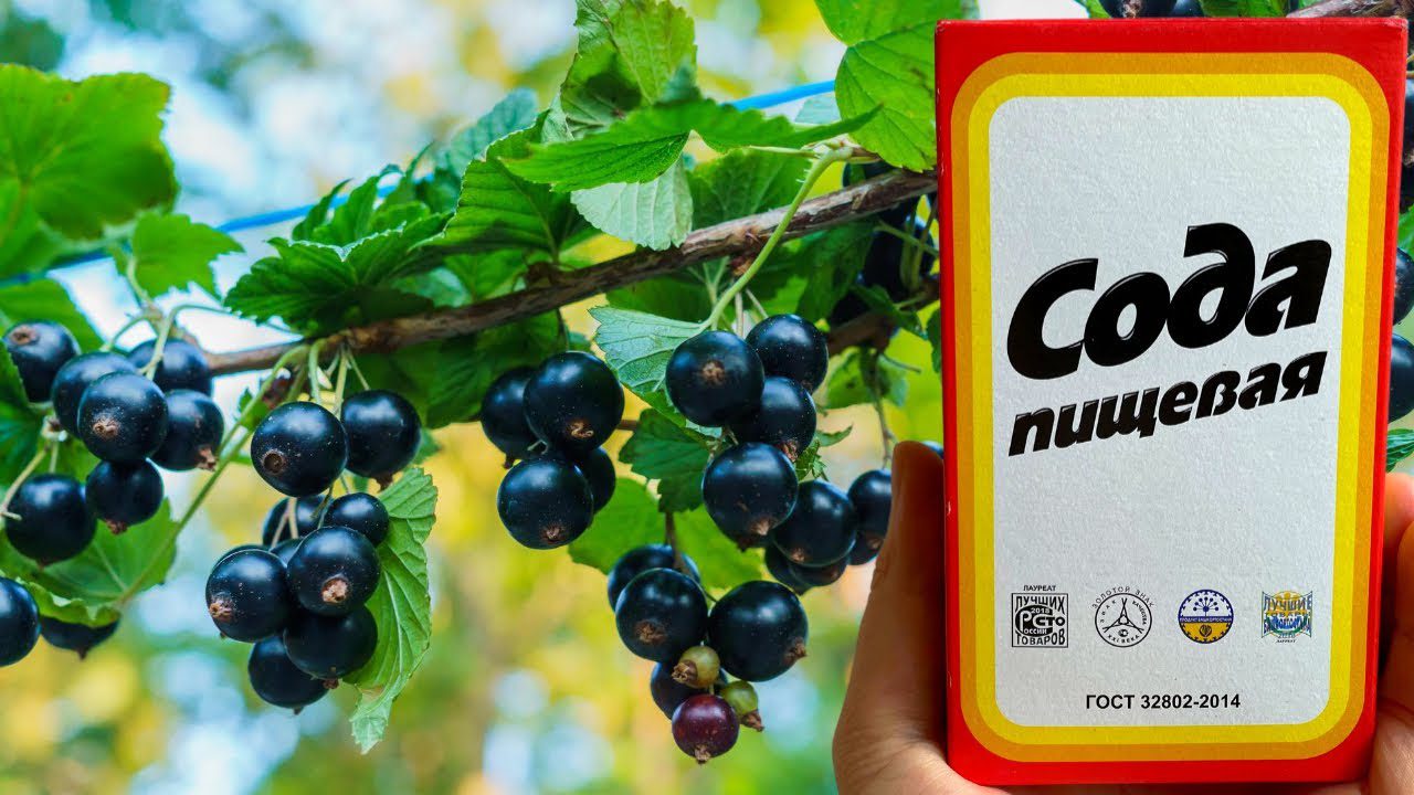 Експерти розповіли, що додати під смородину при осінній обрізці