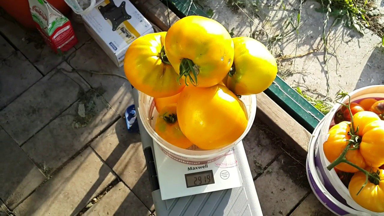 Агрономи назвали найсмачніший жовтий сорт помідорів
