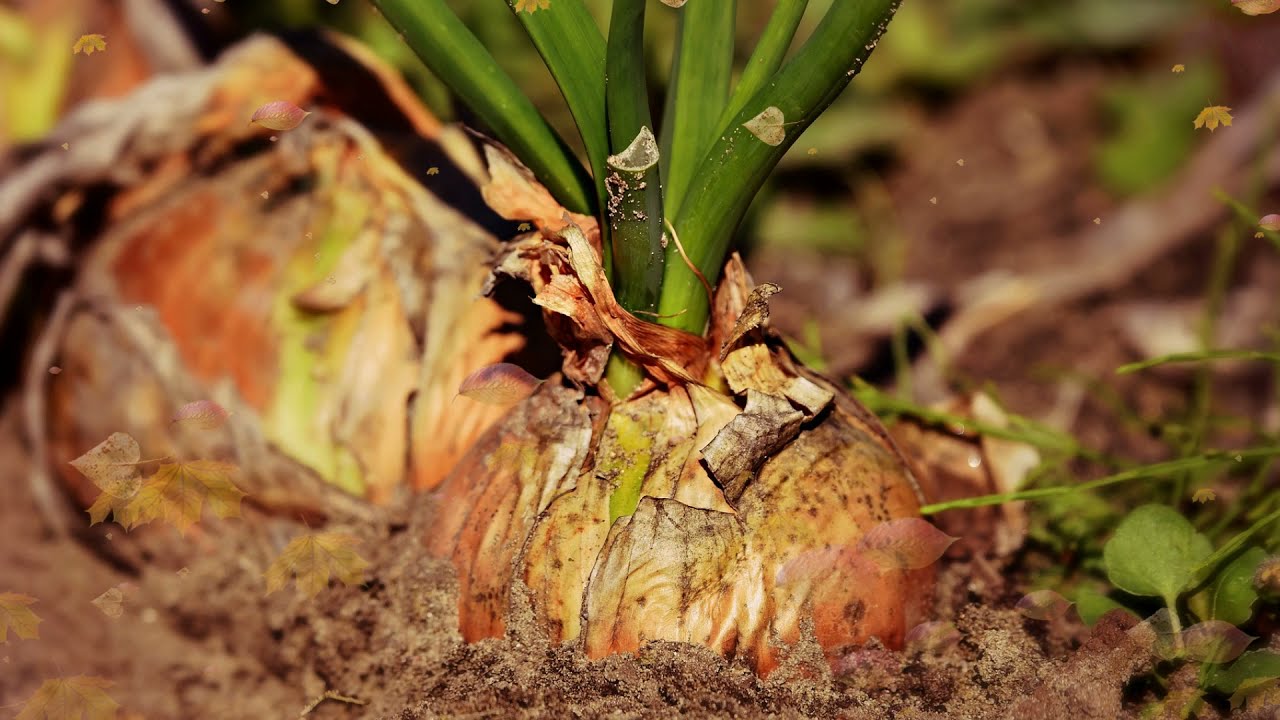 Городники розсекретили три види добрив, які не підходять для підживлення цибулі Городники розсекретили три види добрив, які не підходять для підживлення цибулі