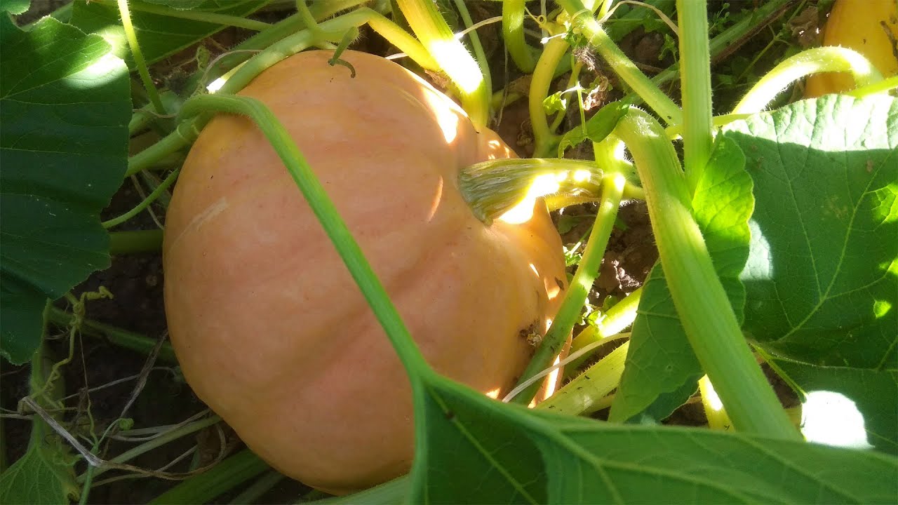 Як відновити землю після збору врожаю гарбузів