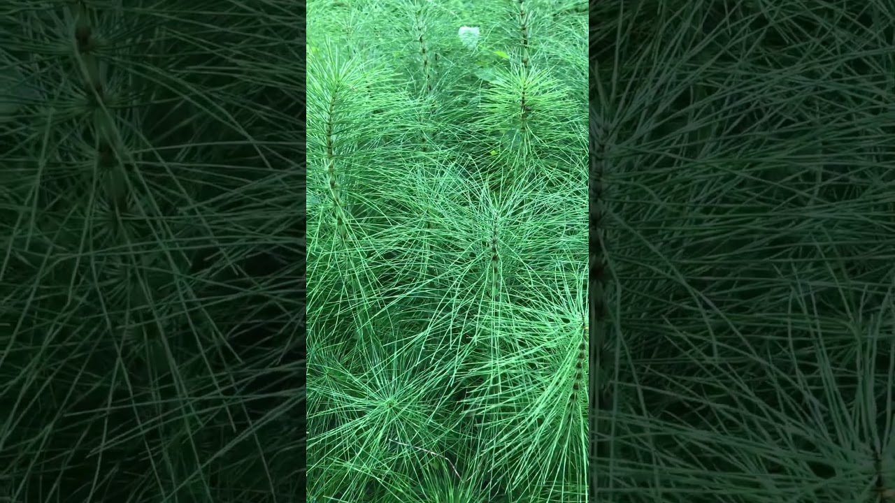 Які рослини дачники на городі не саджають