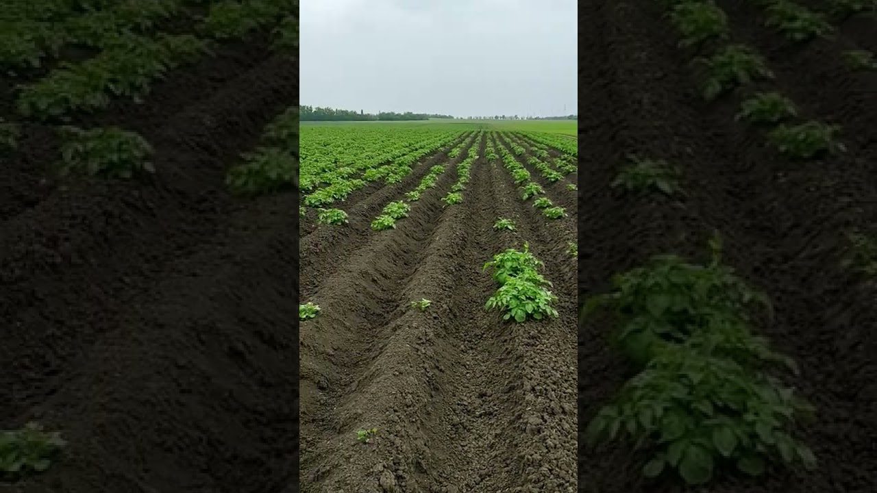 Експерти розповіли, як відновии родючість грядки під картоплю