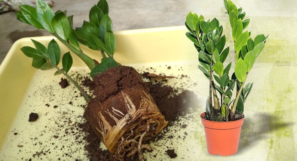 Навіть “трухлява палиця” покриється новим листям – ось як полити заміокулькас у листопаді 