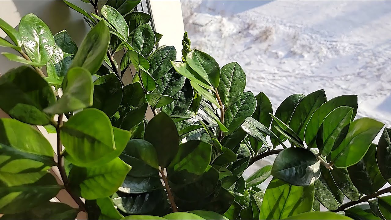 Експерти розповіли, чим полити замоікулькас в листопаді