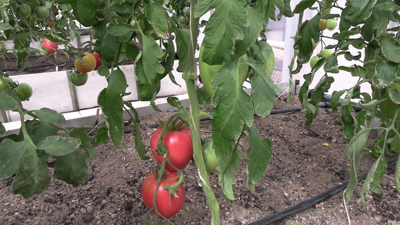 Високоврожайні сорти помідорів для вирощування на Волині