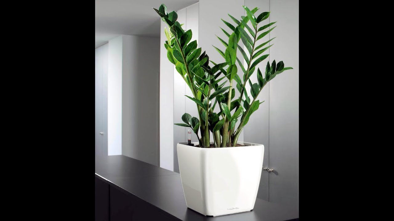 Експерти розповіли, чим полити замоікулькас в листопаді