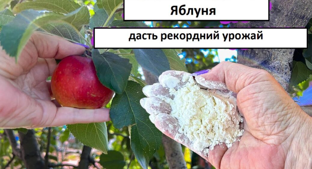 До 1 грудня зробіть це з яблунями: на наступний рік гілки будуть гнутися від урожаю 