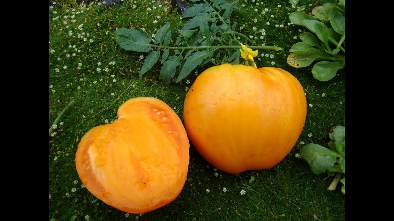 Високоврожайні сорти помідорів для вирощування на Волині