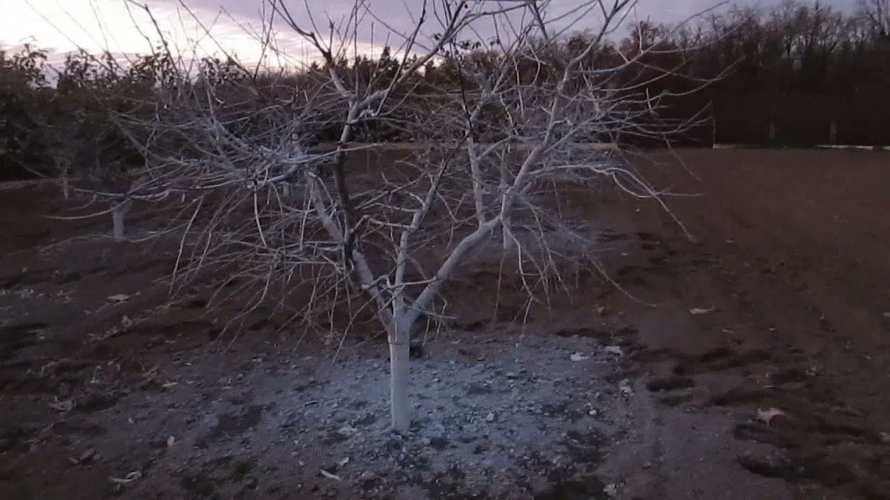 Агрономи назвали головний секрет успішної зимівлі саду