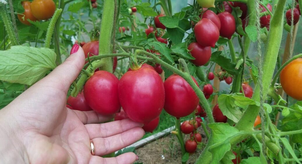 Для консервації і квашення саме те, що треба: цей сорт томатів по 150 г створений для цього 