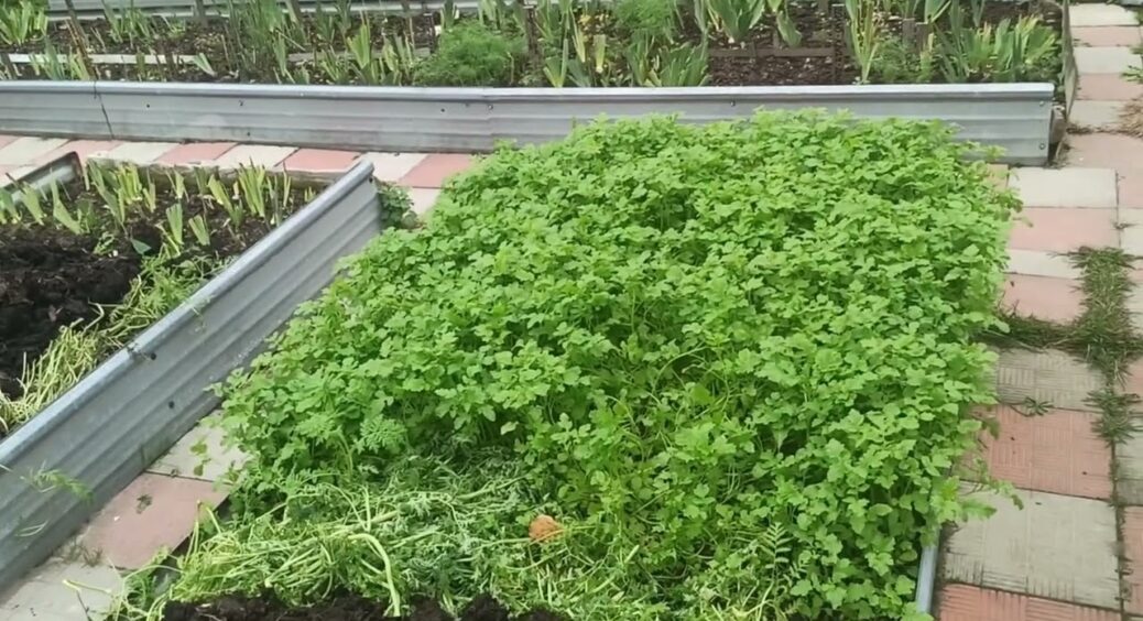 Ці 2 сидерати можна сіяти навіть взимку: городники гарантують 100% ефект навесні 