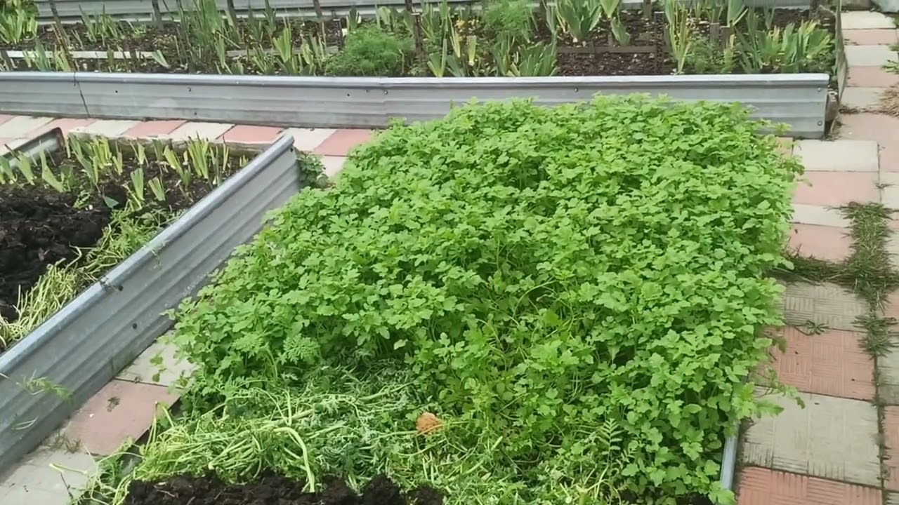 Городники розсекретили, який сидерат краще посіяти восени на городі