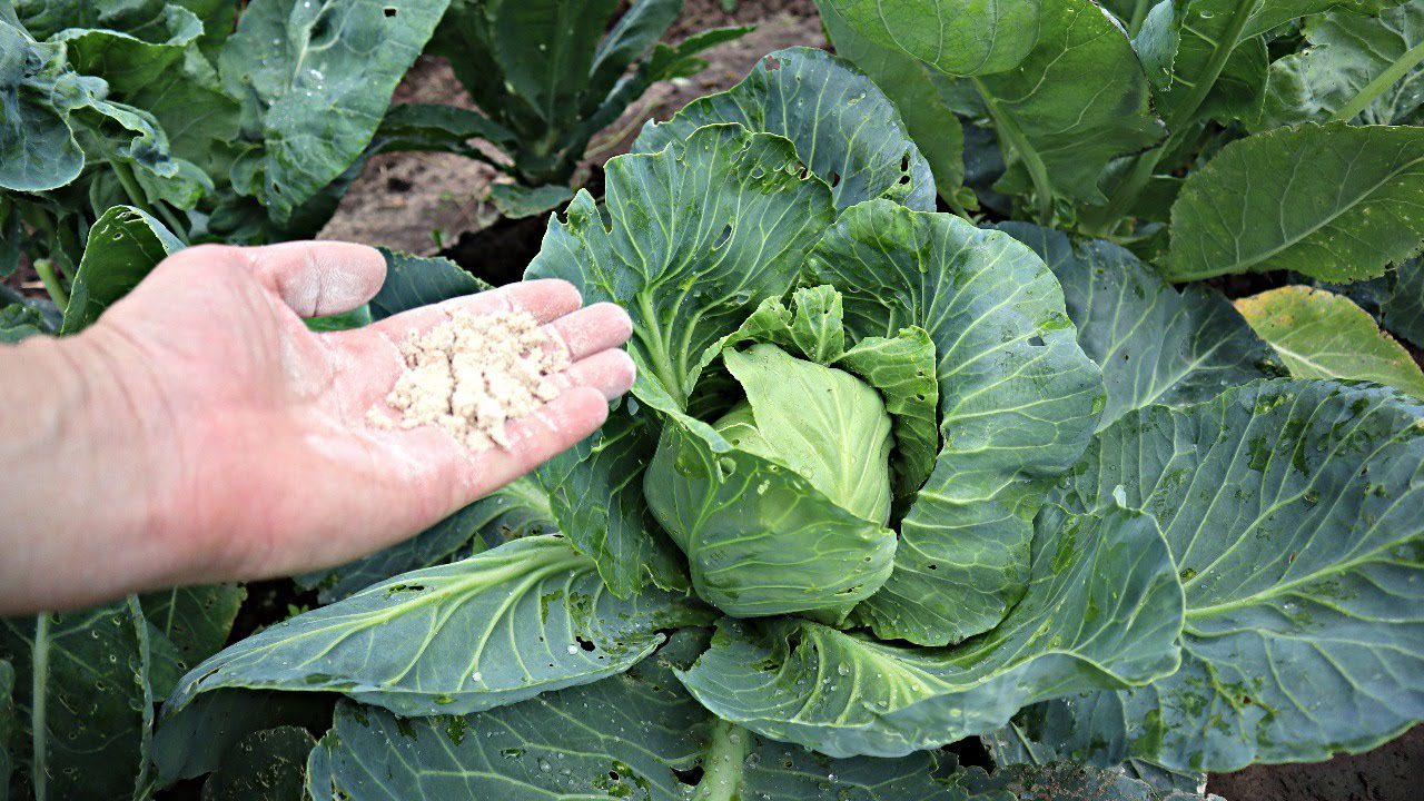 Як швидко прогнати слимаків з капусти