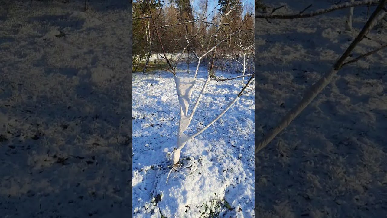 Як вберегти яблуню взимку від раптових відлиг та морозів