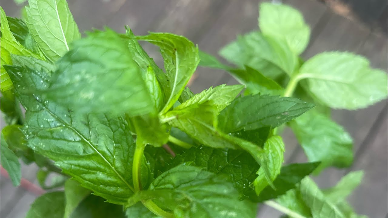 Експерти розповіли, чому не можна висаджувати м'яту на грядках і в саду