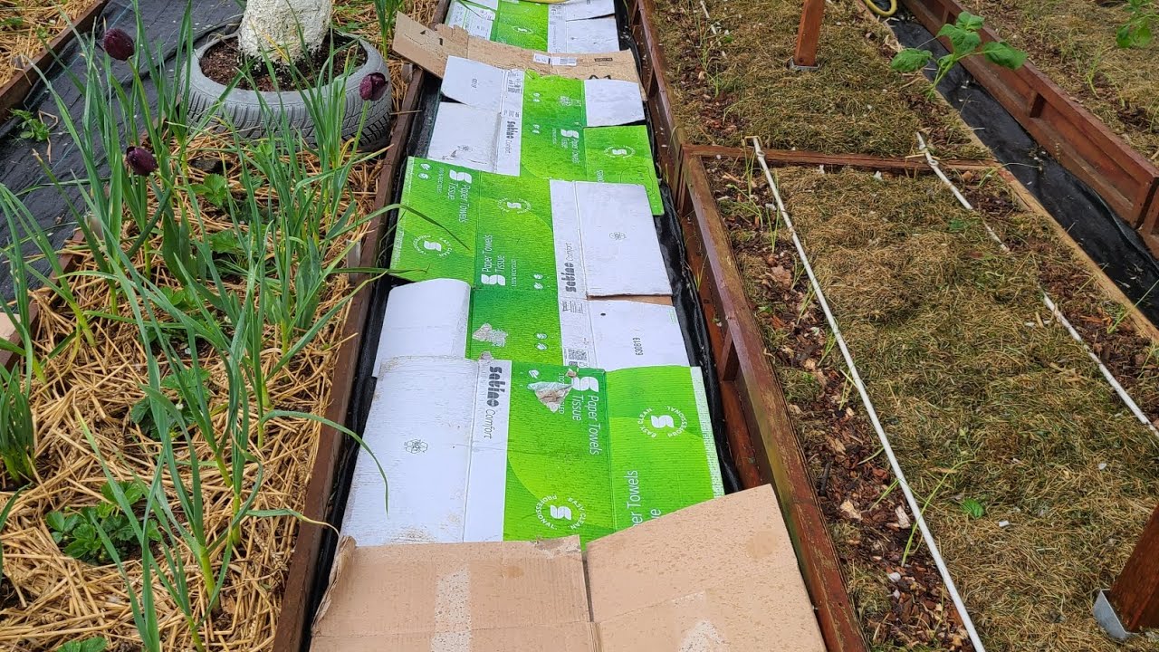 Навіщо на городі використовують картон