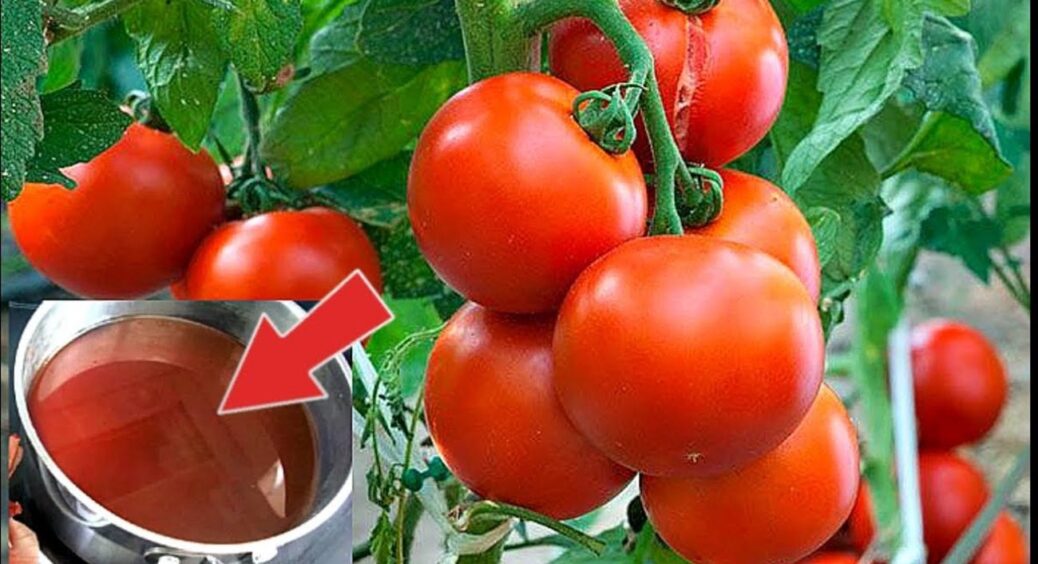 Помідори не люблять ці 3 добрива: замість солодких і крупних томатів буде кисла дрібнота 