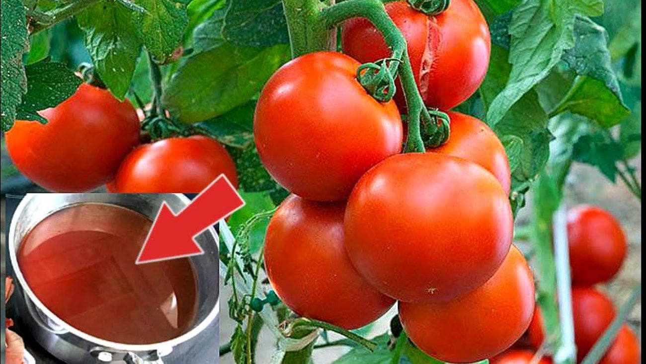 Агрономи розповіли, якими добривами не можна підживлювати помідори