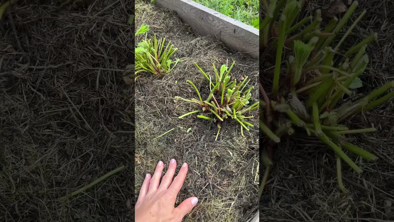 Як та чим підживити полуницю до 1 грудня