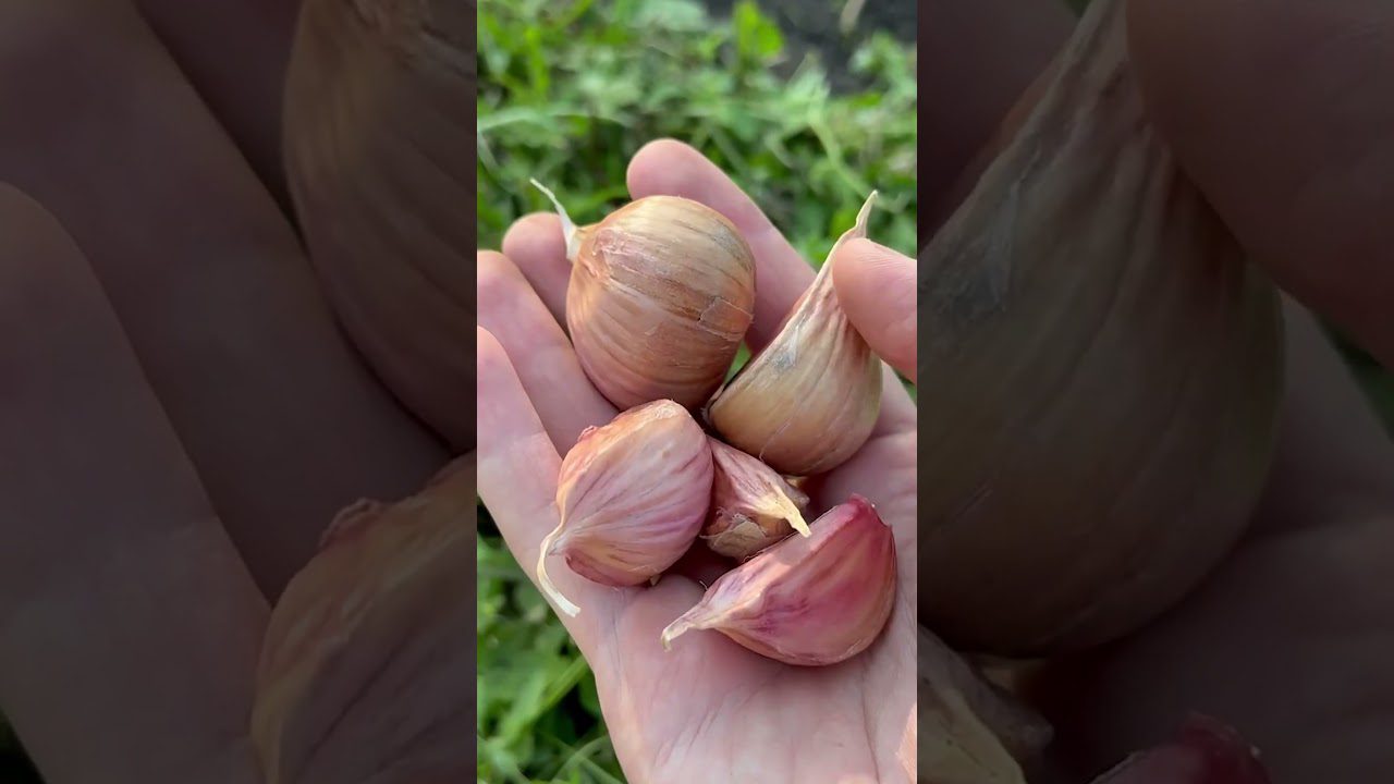 Експерти розповіли, які роботи потрібно виконати в листопаді на городі