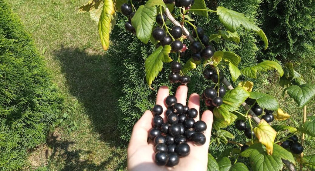 До 5 грудня внесіть під смородину ці 2 речовини – навесні кущі дадуть рекордний приріст бруньок 