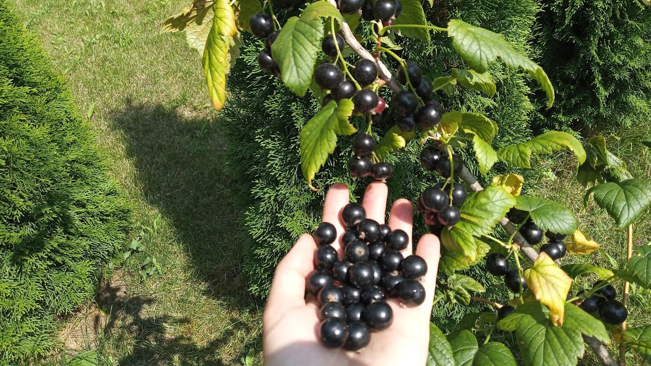 Городники назвали 3 головні способи зимової обрізки смородини 
