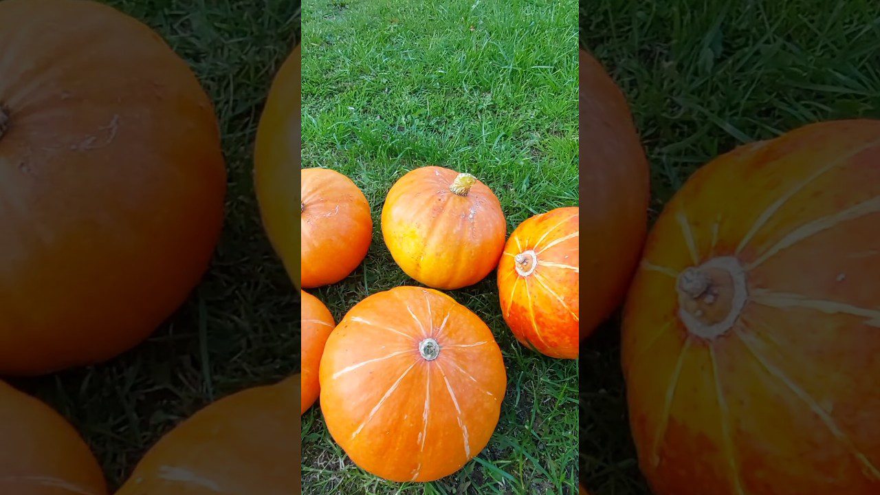 Як відновити землю після збору врожаю гарбузів