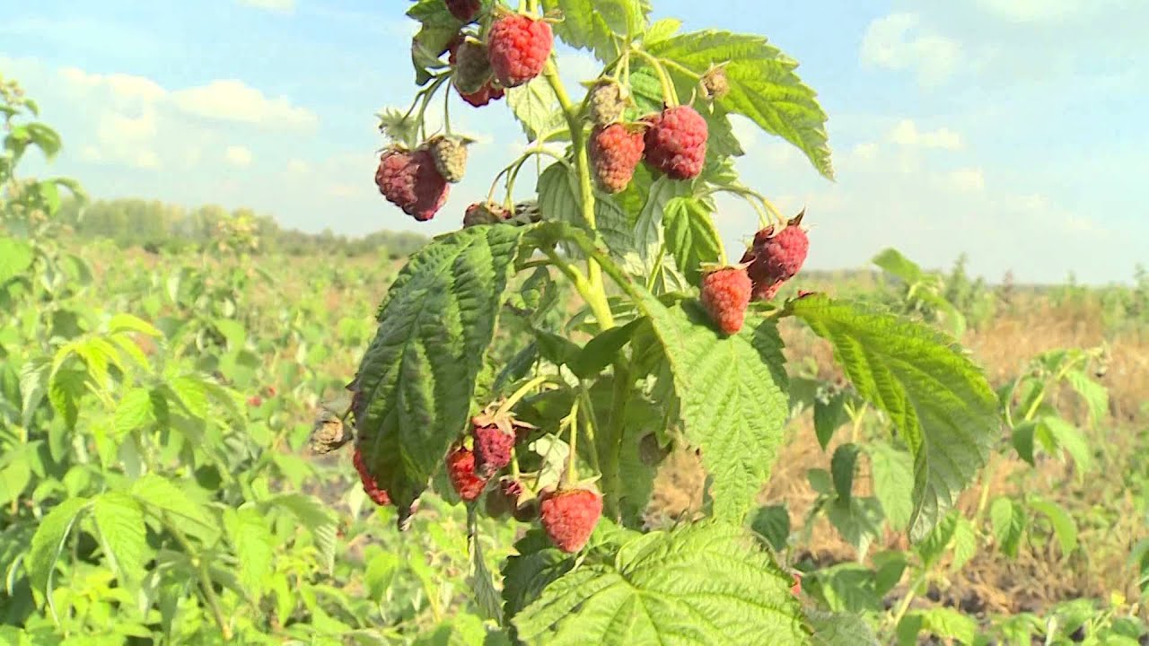 Правила обрізки ремонтантної малини