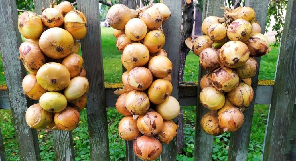 Пролежить цілим й свіжим понад 6 місяців: як зберігати врожай цибулі вдома — поради від гниття 