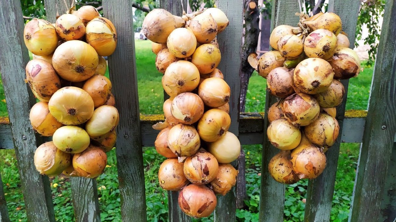 Городники розсекретили найкращі умови для зберігання врожаю цибулі вдома
