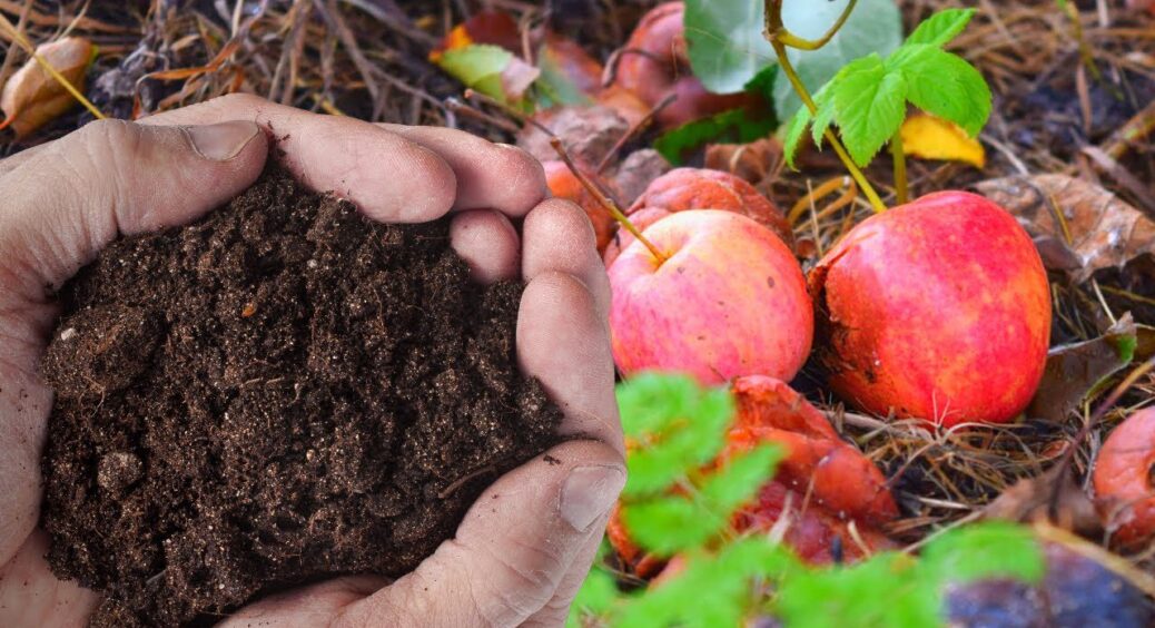 Ось що робить дідусь з Чернігова з гнилими яблуками: 2 методи для отримання цінного добрива 
