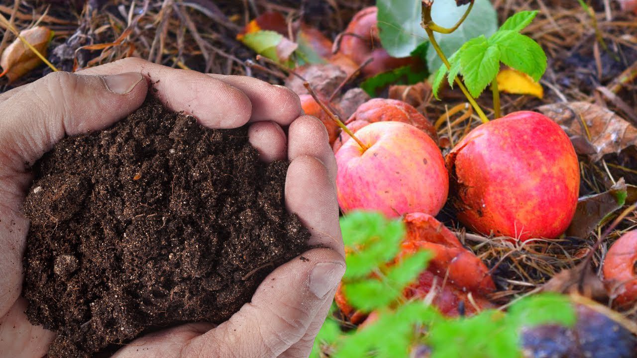 Як зробити цінне добриво з гнилих яблук