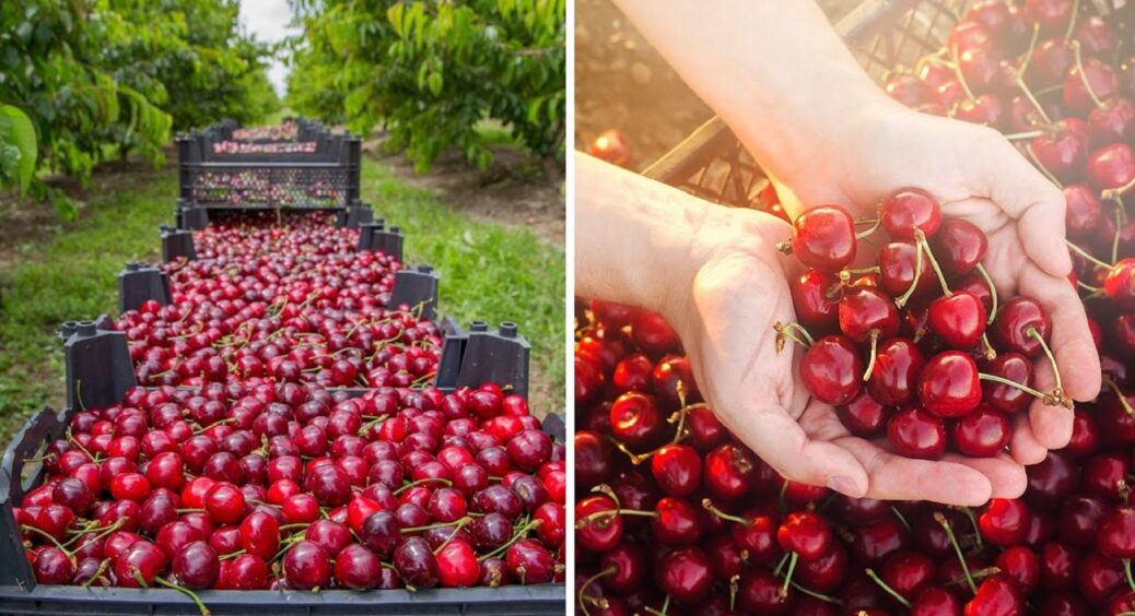Сиплю це під вишню і черешню взимку на Черкащині – врожаю маю в 3 рази більше гарантовано 