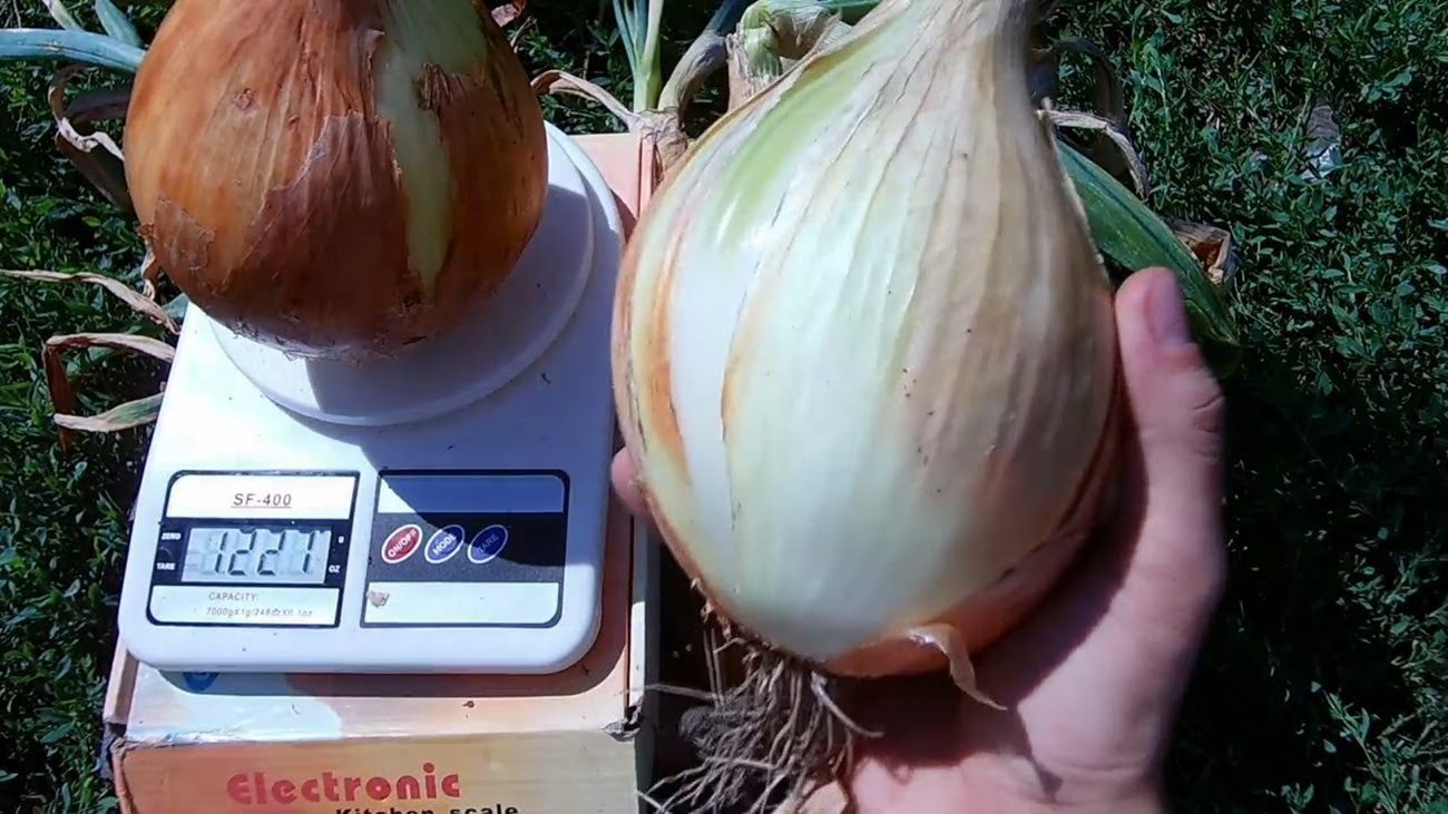 Агрономи розповіли, чим підживити цибулю для збільшення врожайності